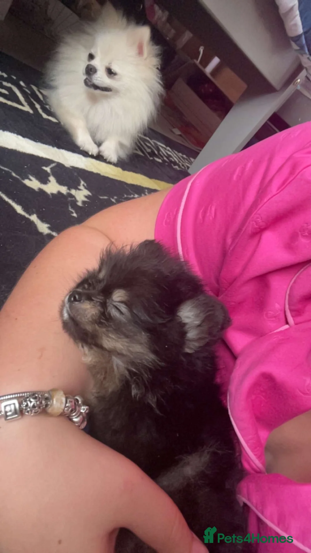 Pomeranian dogs for sale: Pomeranian puppy’s  - Advert 2