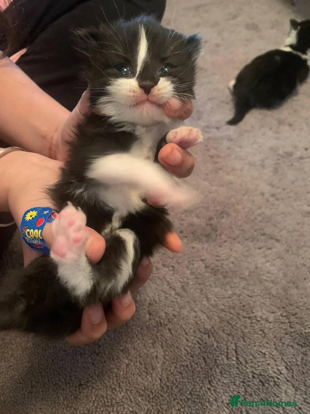 Mixed Breed cats for sale: Cookies in Birmingham - Advert 2