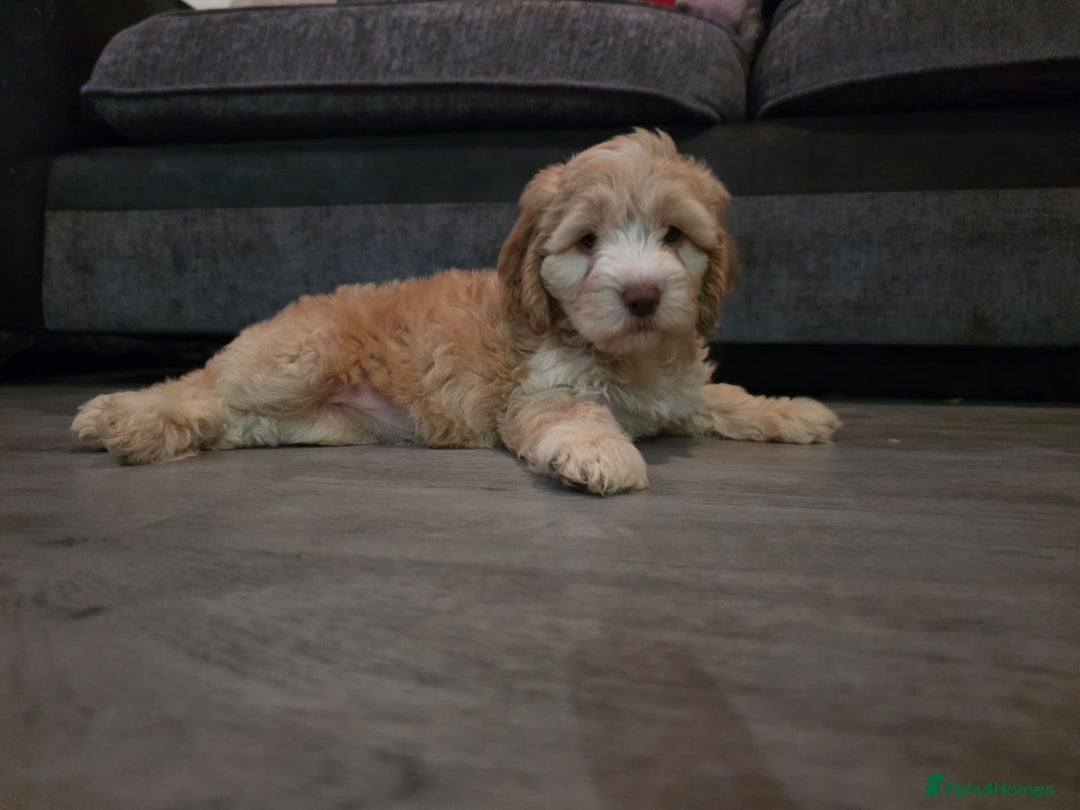 Cockapoo dogs for sale: Cockapoo female puppy - Advert 2