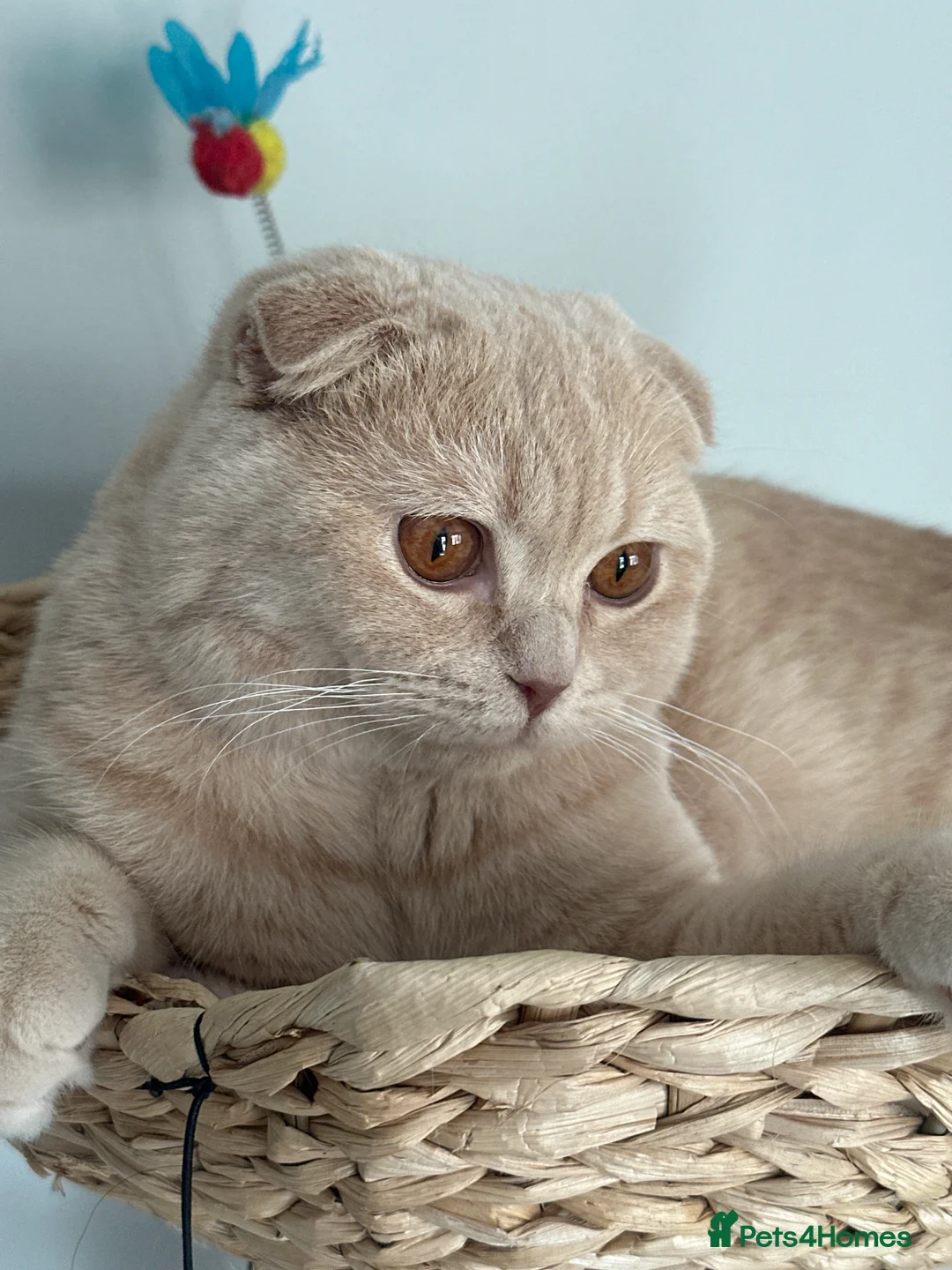Scottish Fold cats for stud: Fantastic Cream Scottish fold for stud duties  in Derby - Advert 2