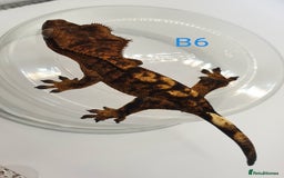 Gecko reptiles for sale: Juvenile Crested Geckos - Image 11