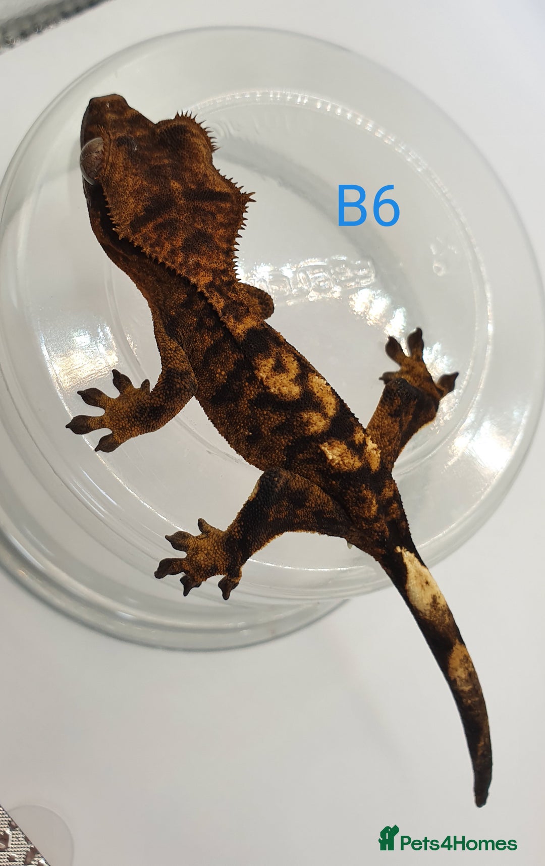 Gecko reptiles for sale: Juvenile Crested Geckos - Image 11