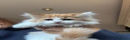 Mixed Breed cats for sale: Maine coon cross kittens stunning babies ready now - Advert 10