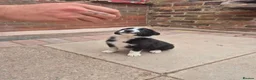 Border Collie dogs for sale: Farm bred border collies  - Advert 10