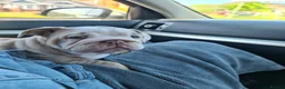 English Bulldog dogs for sale: Miss Narla  in Dudley - Advert 4