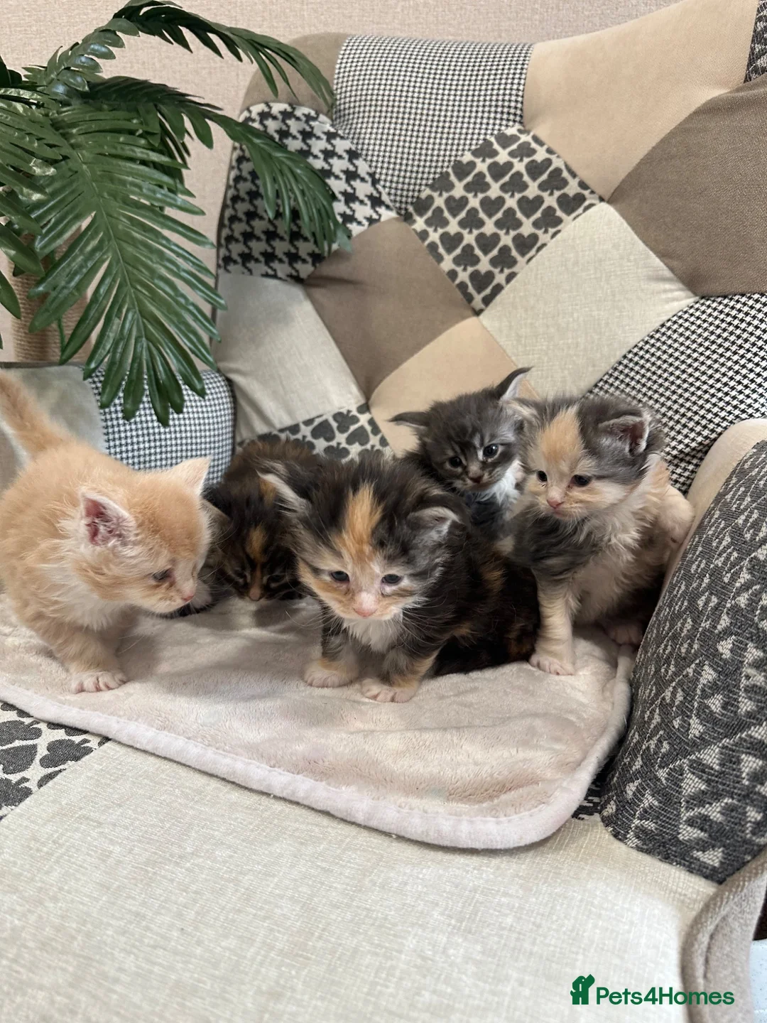 Maine Coon cats for sale: 5 x Stunning GCCF Registered Maine Coon Kittens - Advert 1