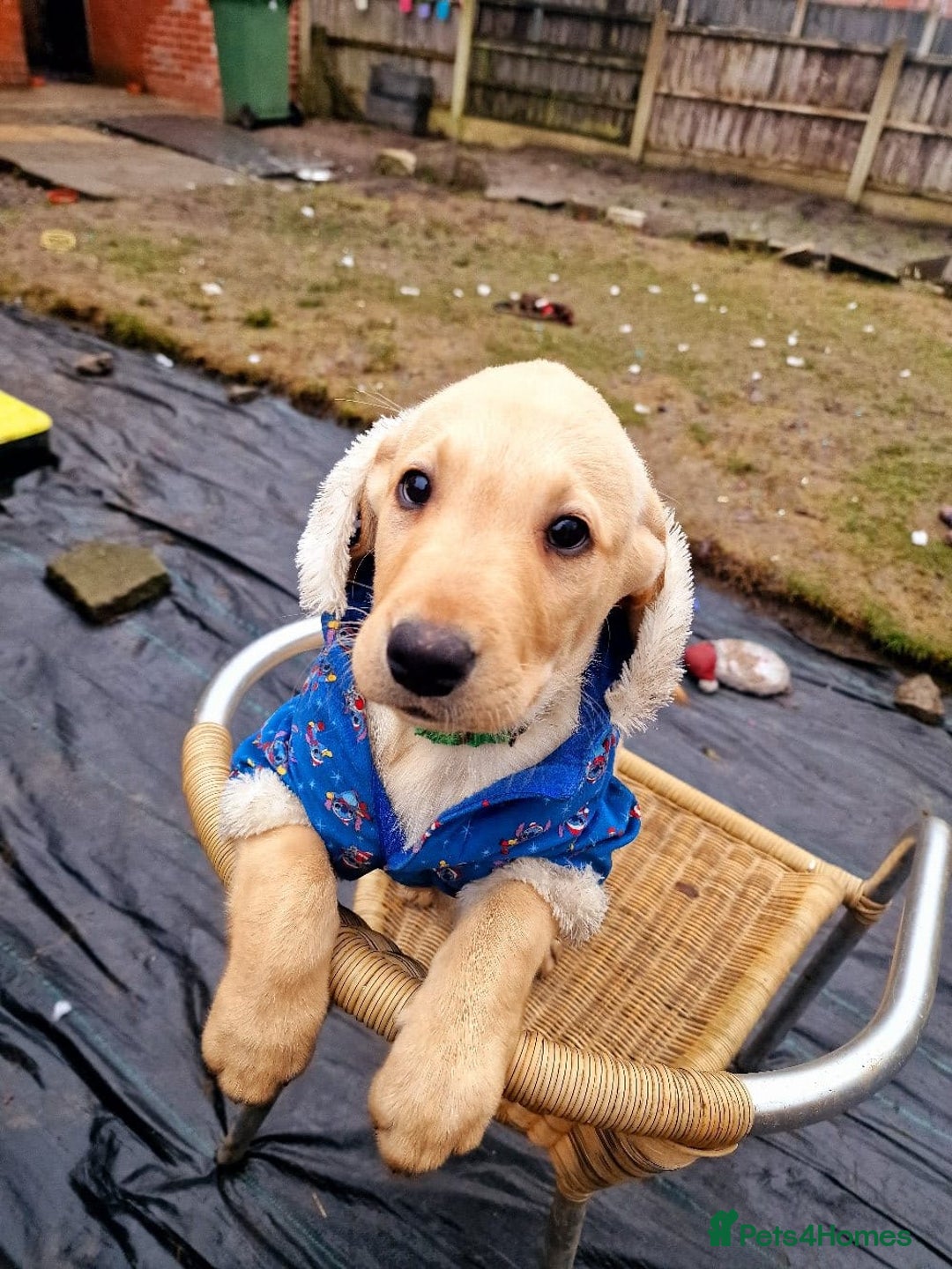 Labrador Retriever dogs for sale: Labrador puppies - Advert 13