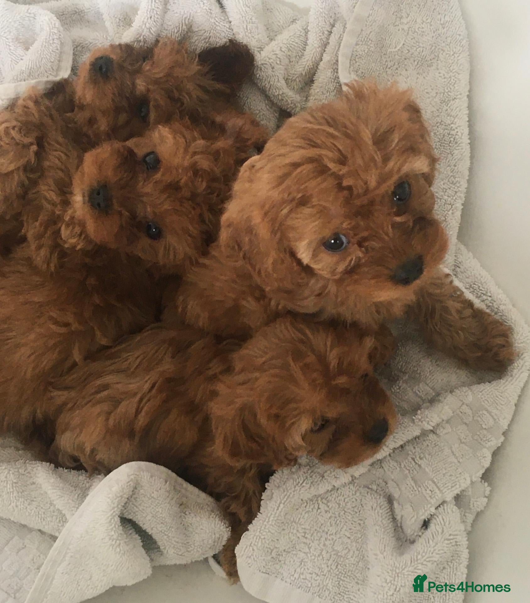 Cavapoo dogs Stunning Ruby F1 Cavapoo pups for sale  - Advert 1