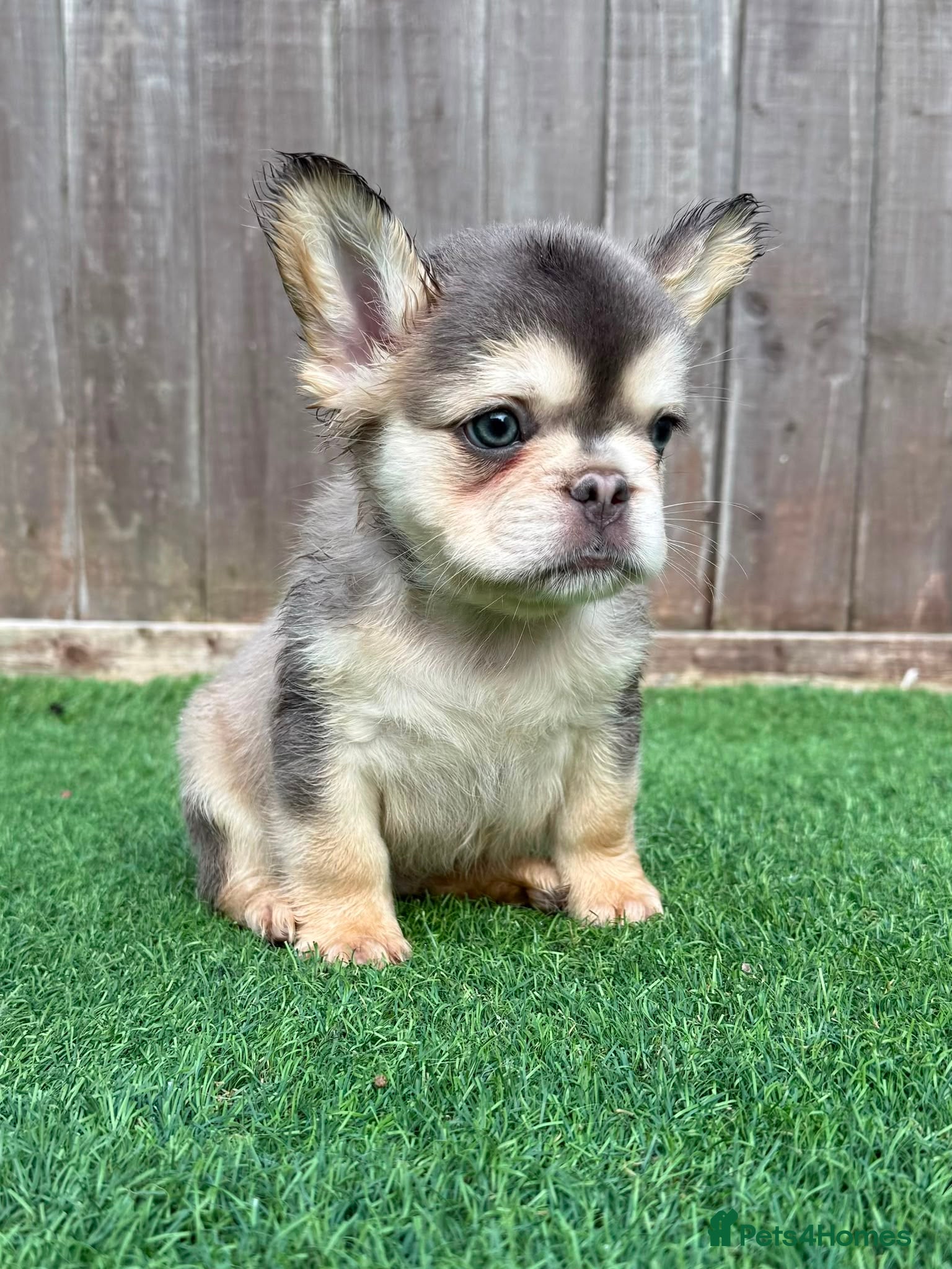 French Bulldog dogs Beautiful French bulldog pups 🩵 - Advert 3