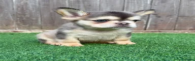French Bulldog 1