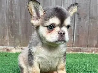 French Bulldog dogs Beautiful French bulldog pups 🩵 - Advert 2