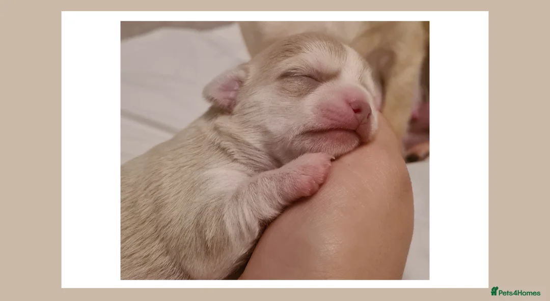 Chihuahua dogs for stud: Unique Chihuahua for Stud 🐾 in Southampton - Advert 14