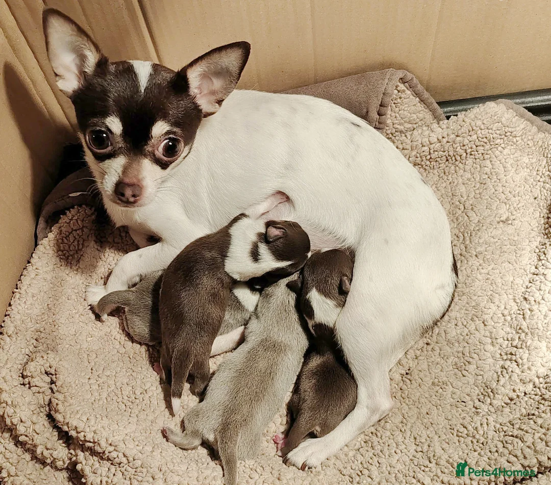 Chihuahua dogs for sale: Three beautiful chihuahua girl puppies  - Advert 2