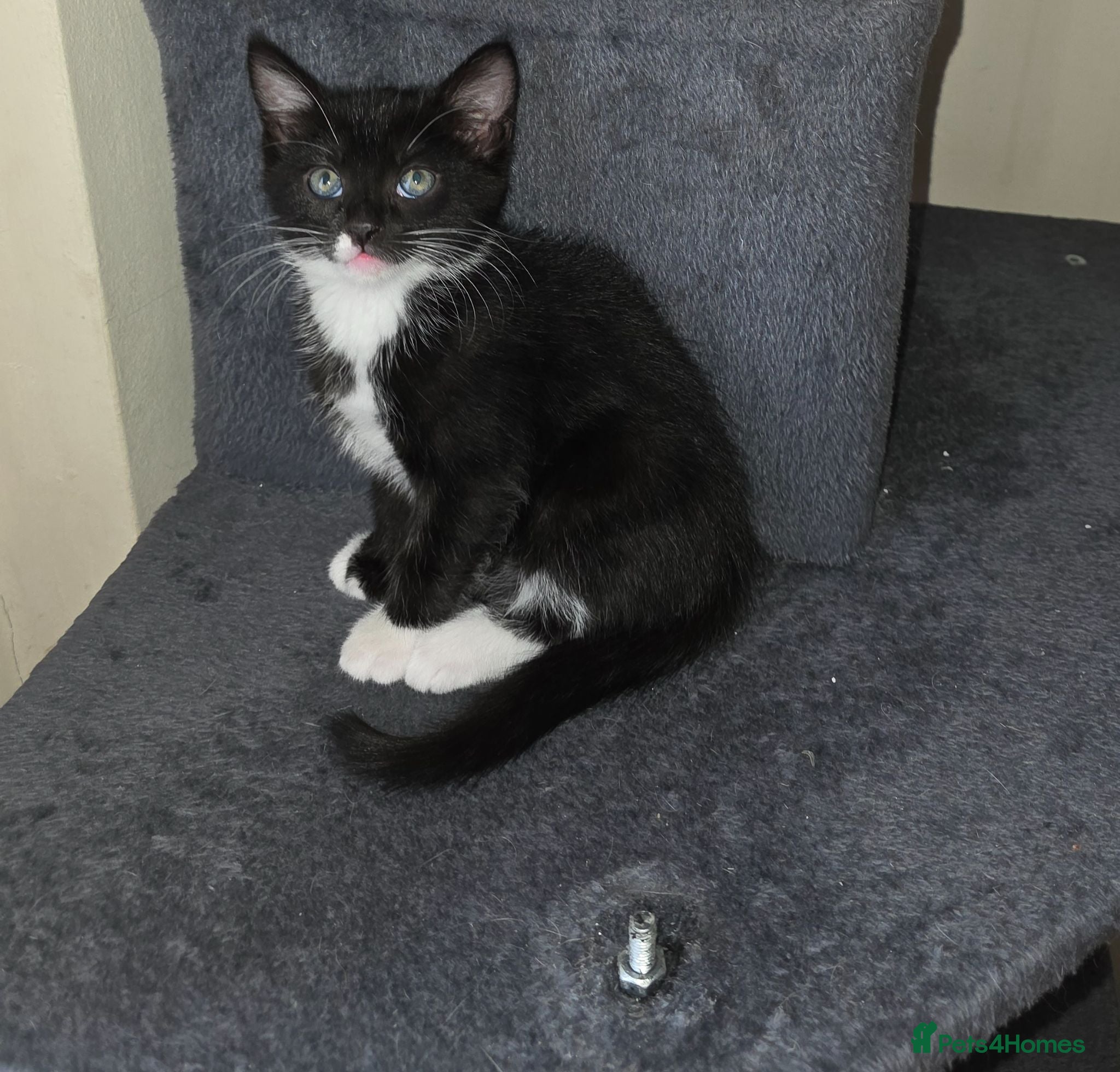 European cats The most gorgeous girl - Advert 7