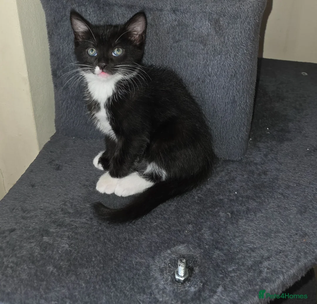 European cats for sale: The most gorgeous girl in London - Advert 1