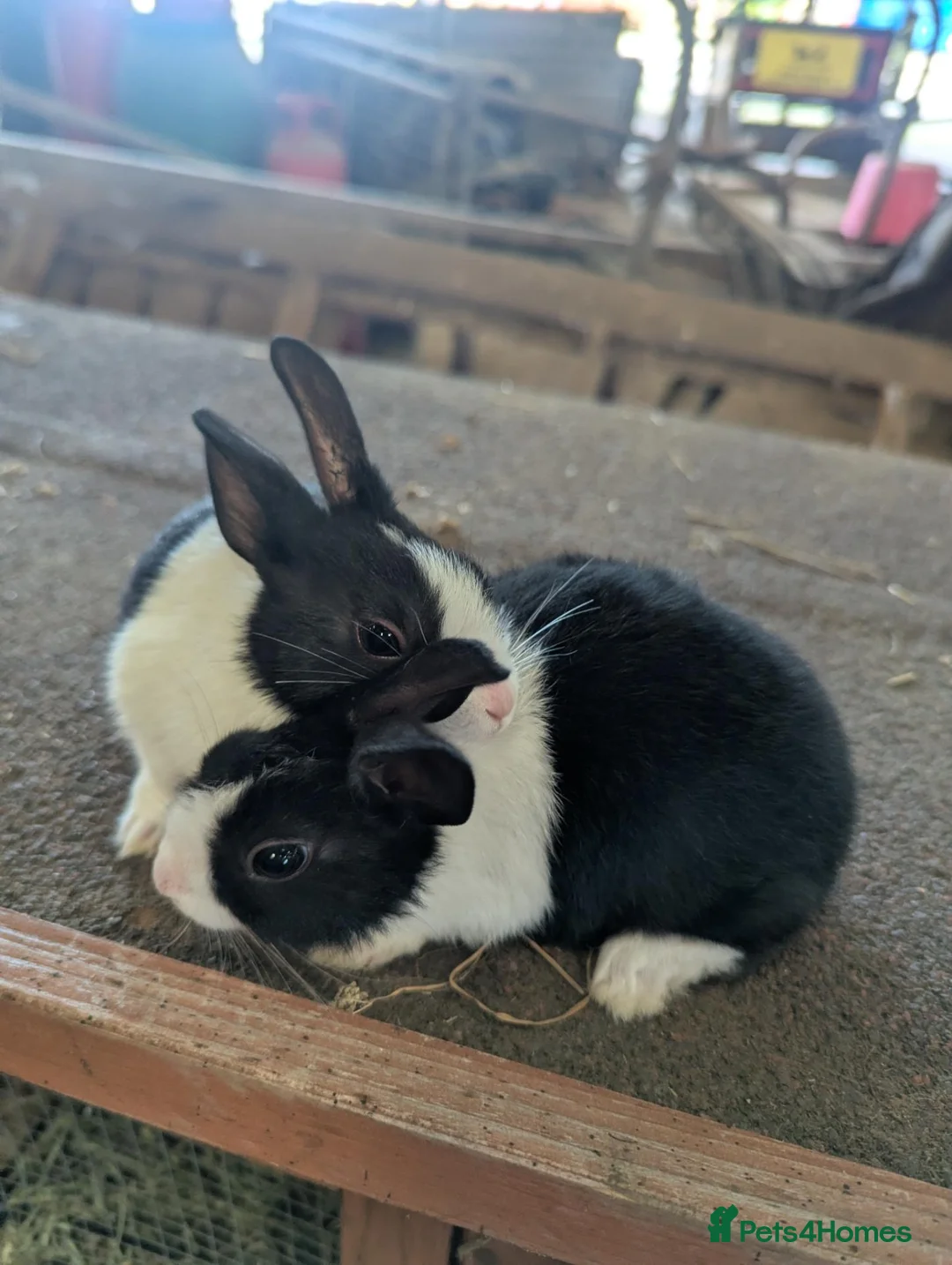 Dutch rabbits for sale: Two Dutch bunnies  in Chorley - Advert 2