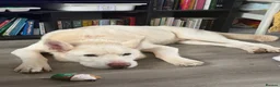 Mixed Breed dogs for sale: Ghost - Advert 2