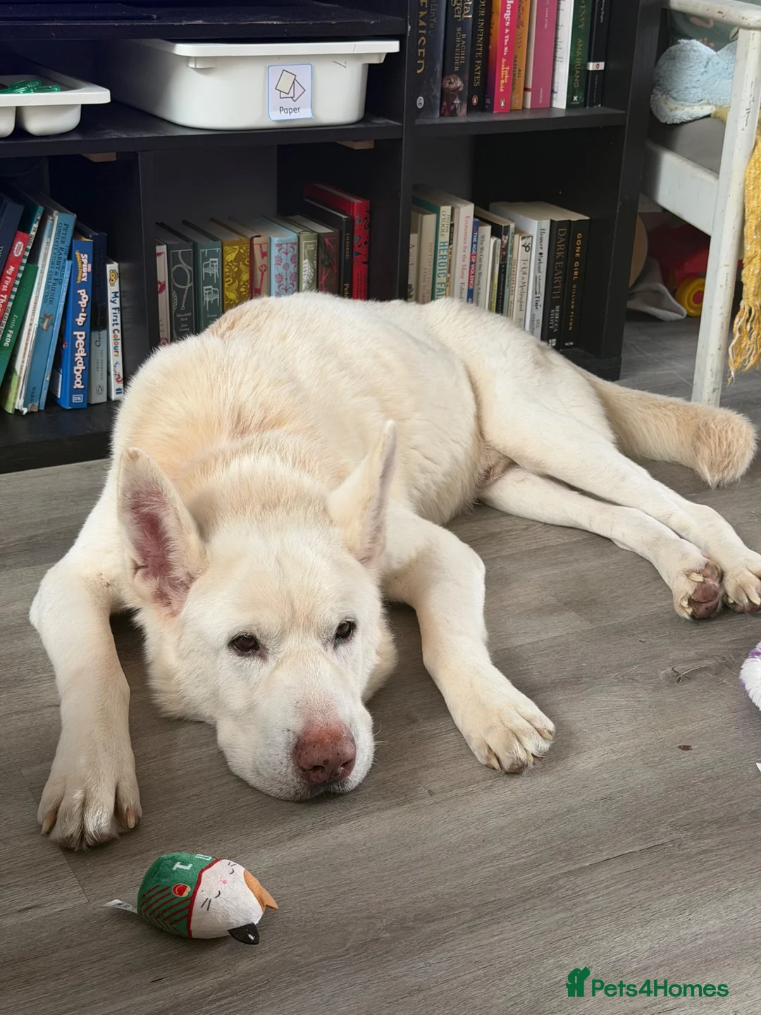Mixed Breed dogs for sale: Ghost - Advert 2