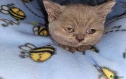 British Shorthair cats for sale: British blue shorthair kittens  - Image 6