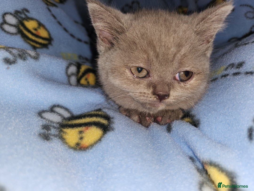 British Shorthair cats for sale: British blue shorthair kittens  - Image 6