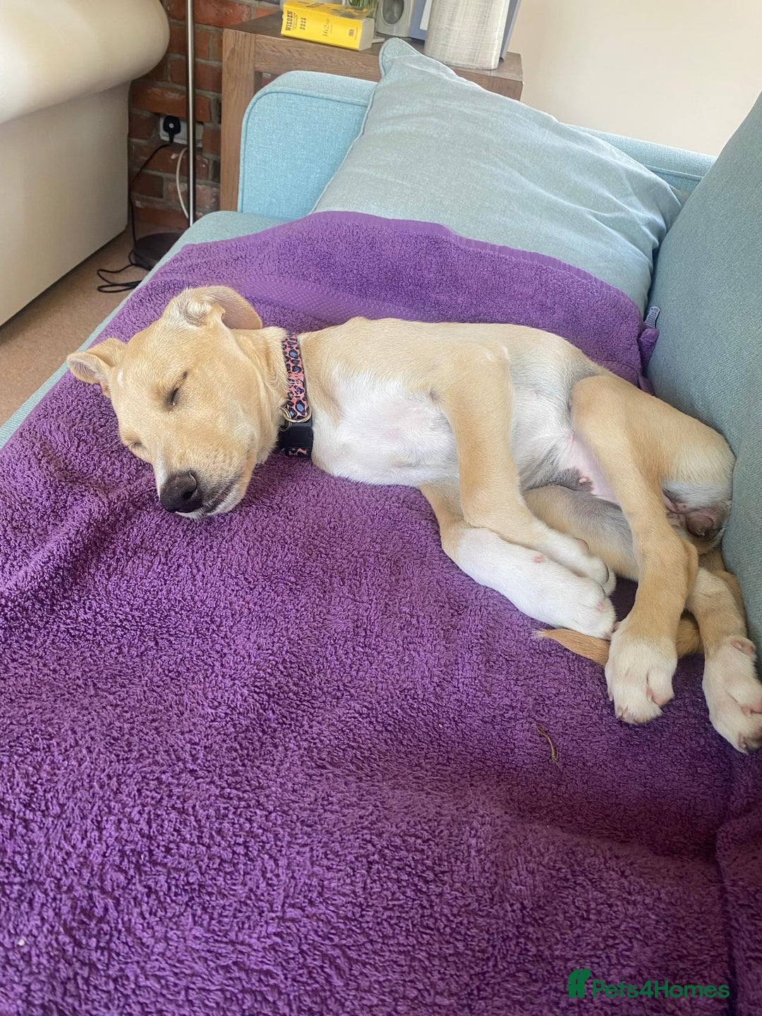 Mixed Breed dogs for adoption: Beautiful Blanca - Image 8