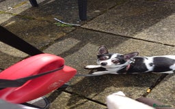 Mixed Breed dogs for sale: 7 year old chihuahua mix - Image 2