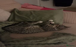 British Shorthair cats for sale: Pluto - female 1.5 years old  - Image 3