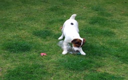 Mixed Breed dogs for sale: Parson Russell Jack Russell Hybrid Puppy  - Image 7