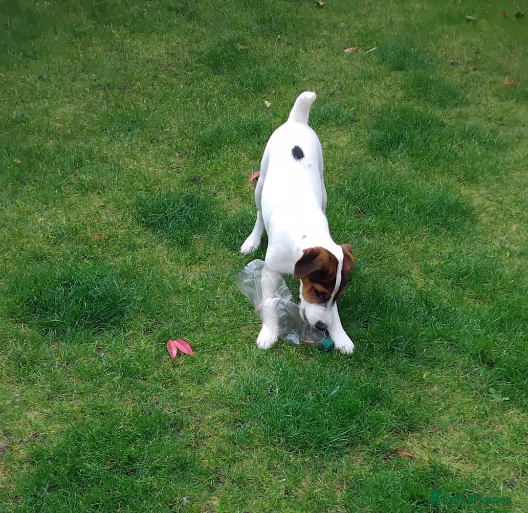 Mixed Breed dogs for sale: Parson Russell Jack Russell Hybrid Puppy  - Image 7
