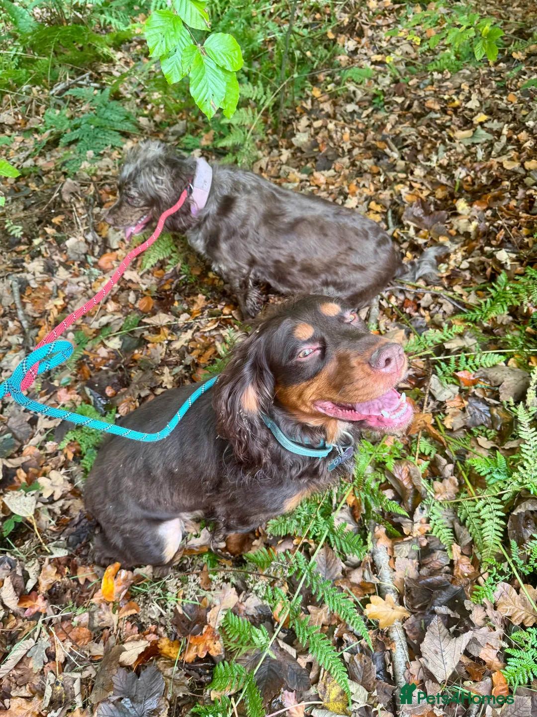 Cocker Spaniel dogs for sale: 💜 2 YEAR OLD BEAUTIFUL COCKER GIRL 💜 - Advert 4