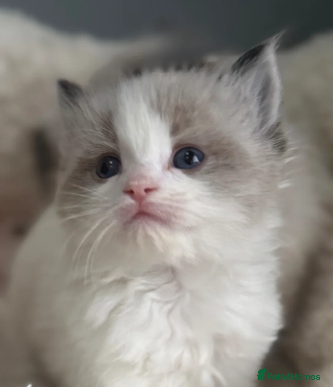 Ragdoll cats for sale: 🎖️GCCF🏆RAGDOLLS 7WKS **EXTENSIVE GENETIC TEST** - Advert 2