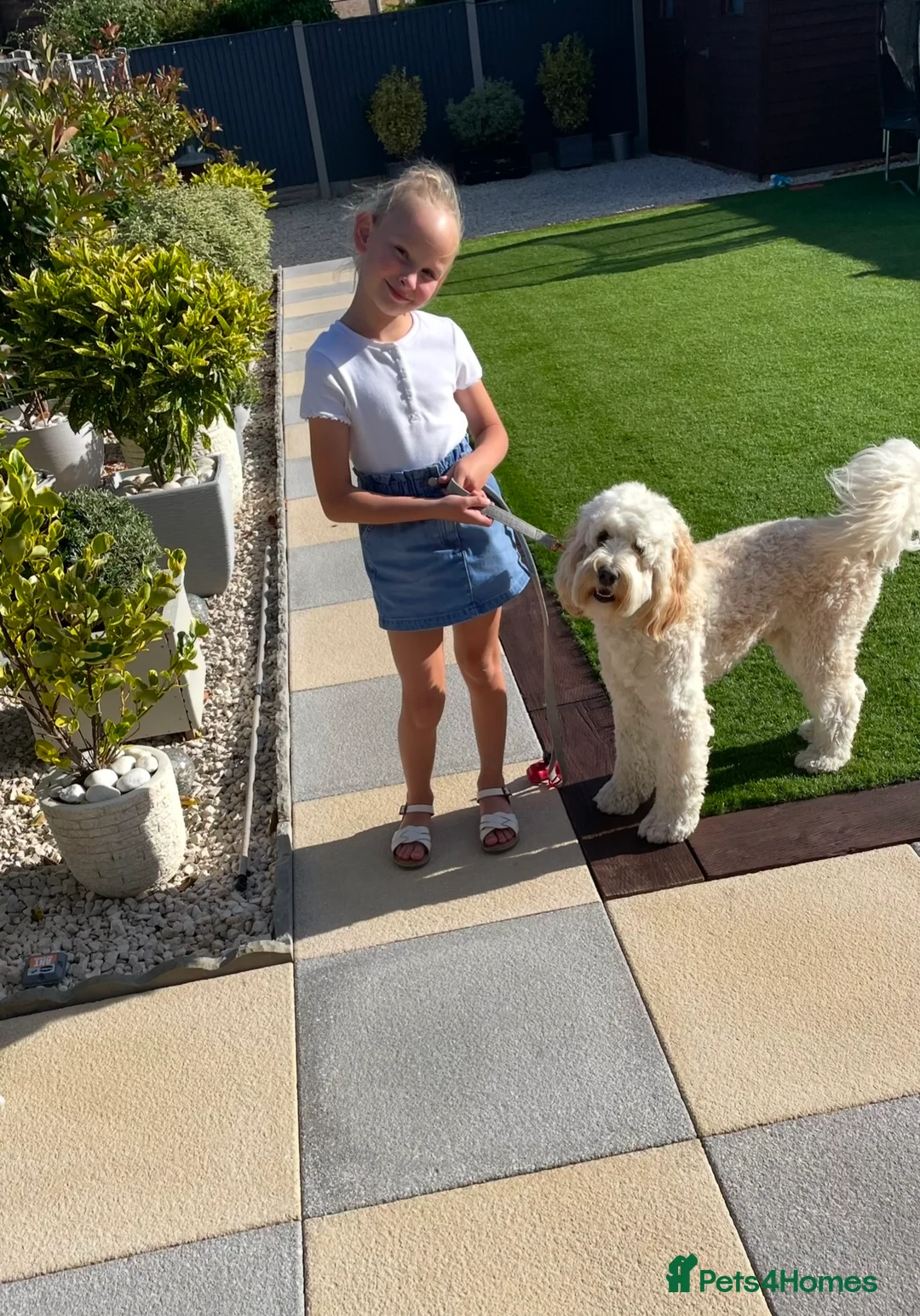 Labradoodle dogs for stud: Australian Labradoodle Stud (Health Tested) in Great Yarmouth - Advert 5