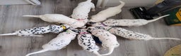 Dalmatian dogs for sale: Show Line LUA KC Dalmatian Puppies - Licensed - Advert 15
