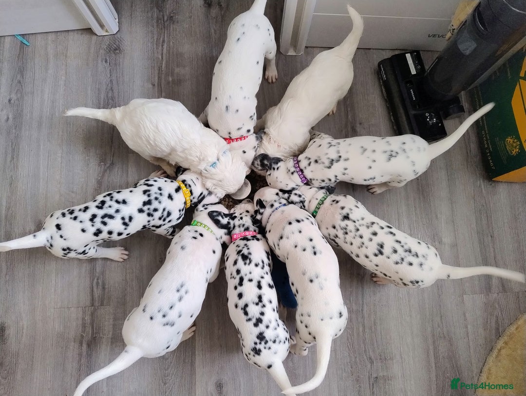 Dalmatian dogs for sale: Show Line LUA KC Dalmatian Puppies - Licensed - Advert 15