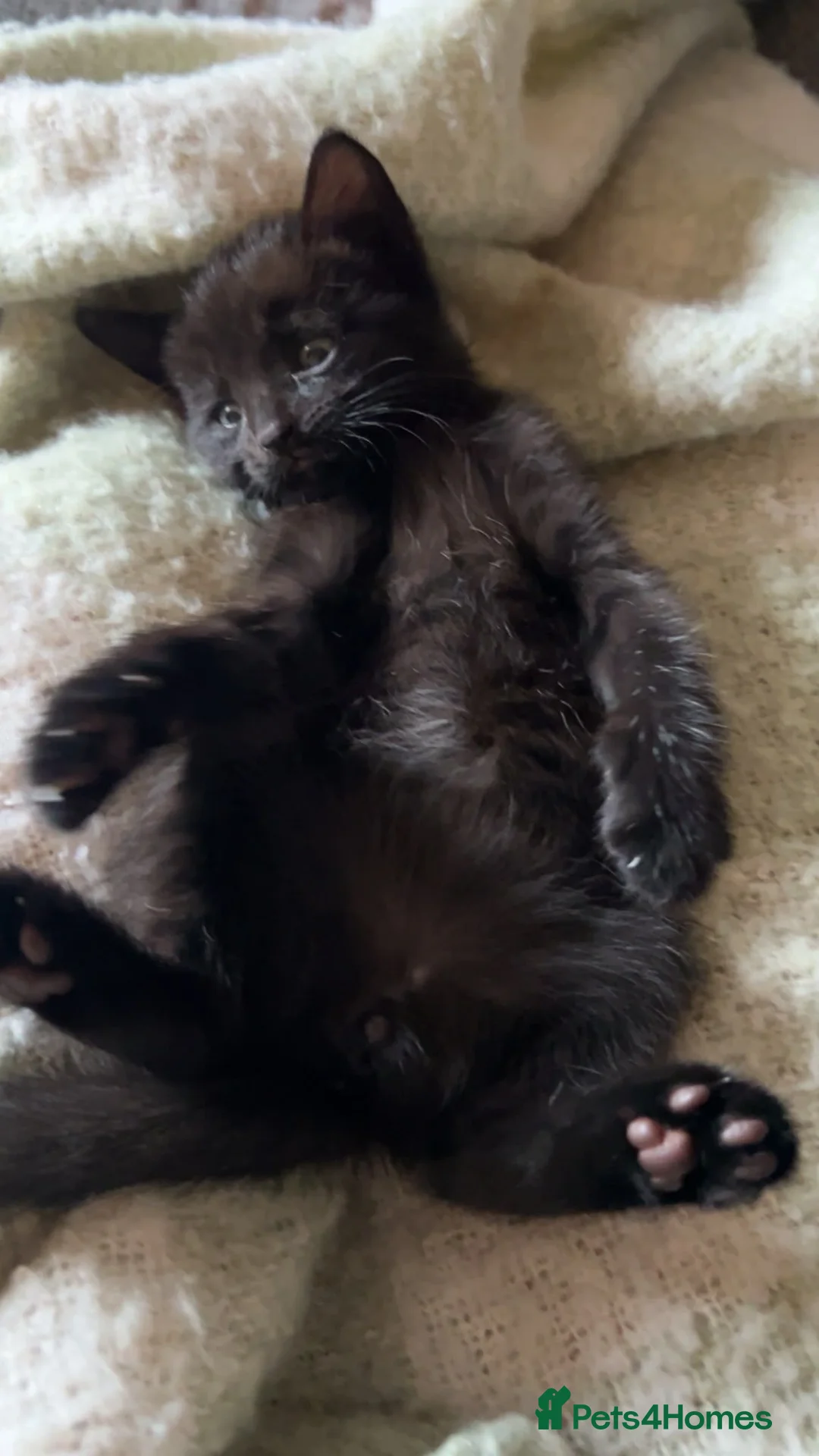 Mixed Breed cats for sale: Kittens - Advert 2