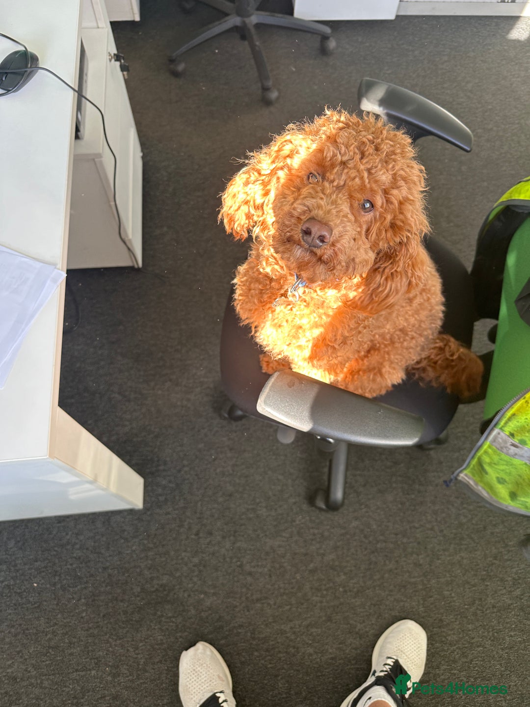 Miniature Poodle dogs for sale: Miniature Poodle male 2.5 years old - Image 4