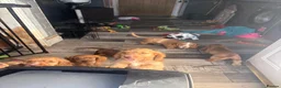 Cocker Spaniel dogs for sale: REDUCED !! only 3 boys left   show cockers - Advert 22