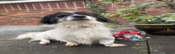 Mixed Breed dogs for adoption: Rocky - Swaffham Norfolk  in Swaffham - Advert 4