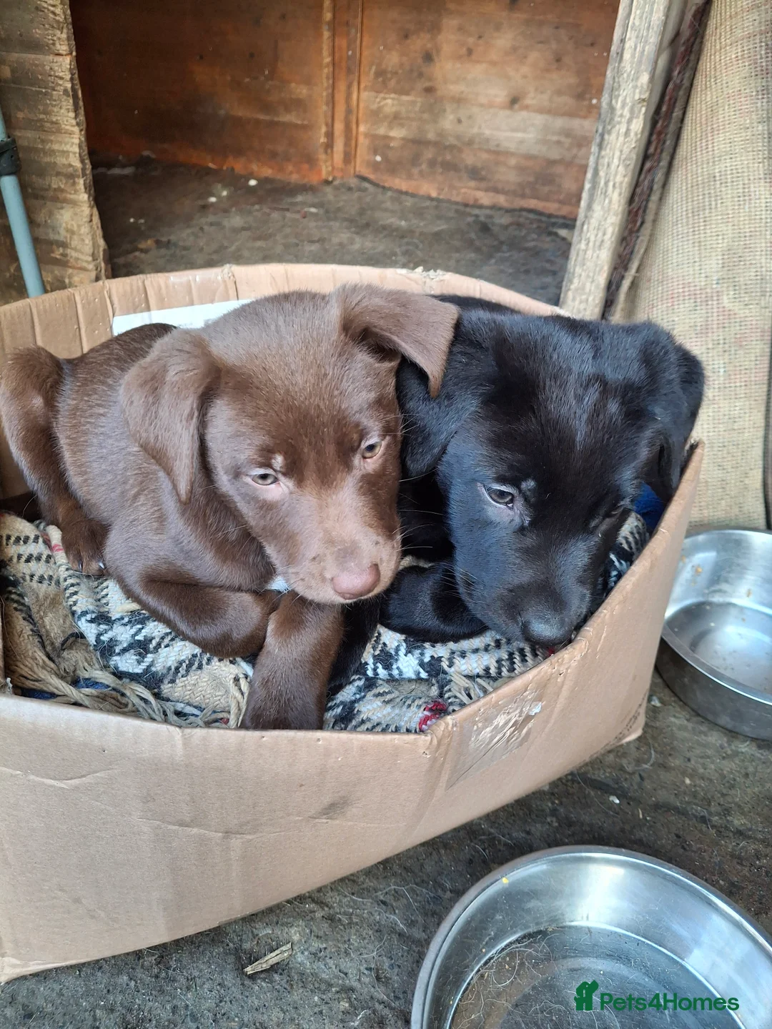 Borador dogs for sale: Borador pups  in Bishop Auckland - Advert 2