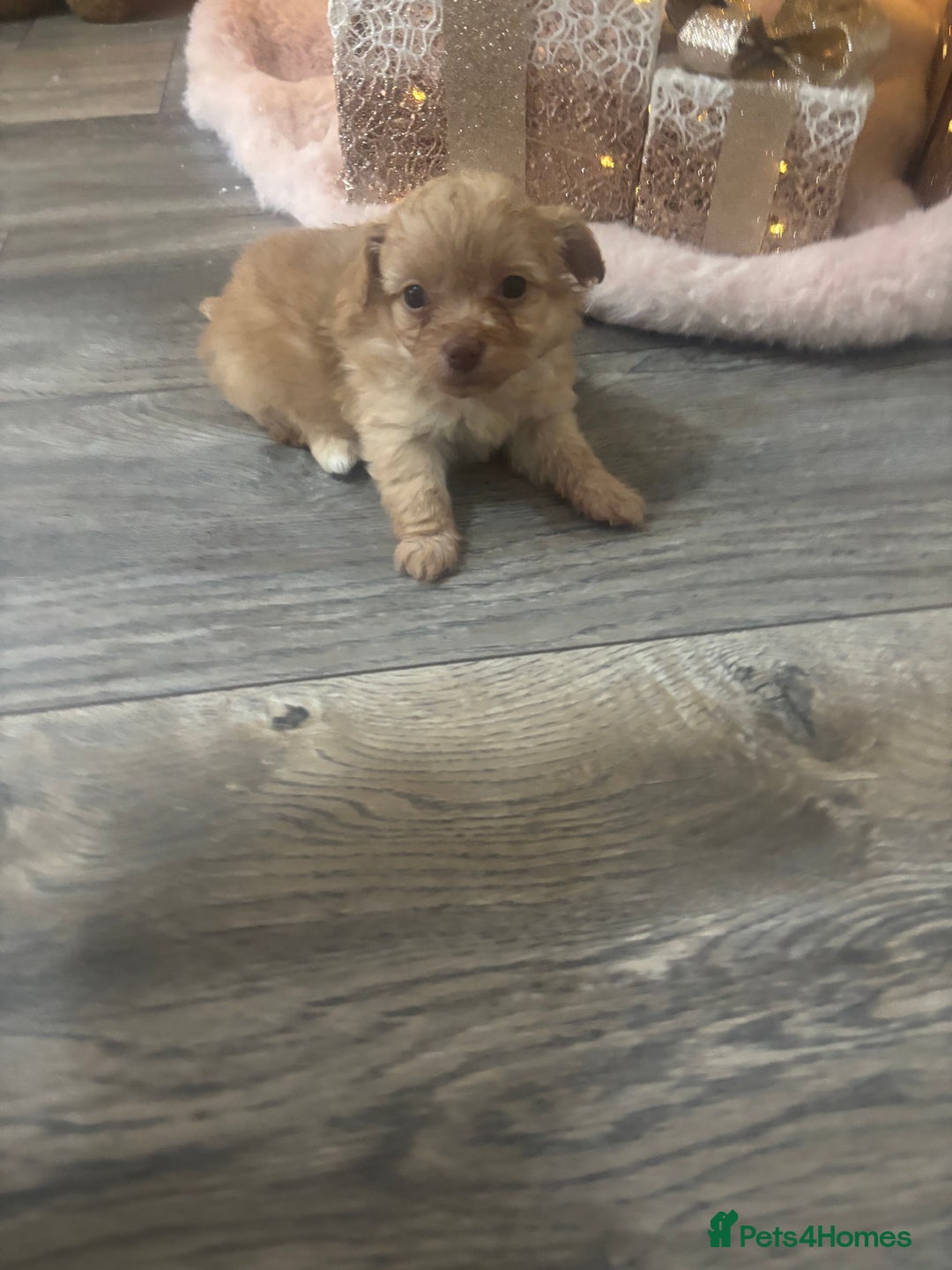Pomapoo dogs for sale: Stunning Pomapoo puppies  - Advert 8
