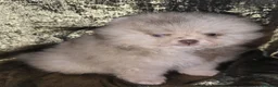 Pomeranian dogs for sale: Merle chocolate blue beaver blue eye puppies - Advert 5
