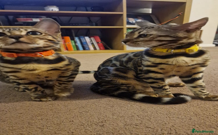 Bengal cats - Advert 15