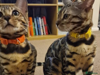 Bengal cats - Advert 26