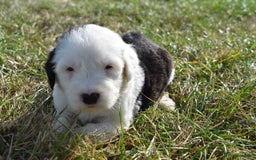 Old English Sheepdog dogs for sale: Stunning Old English Sheepdog Puppies KC Reg - Image 15