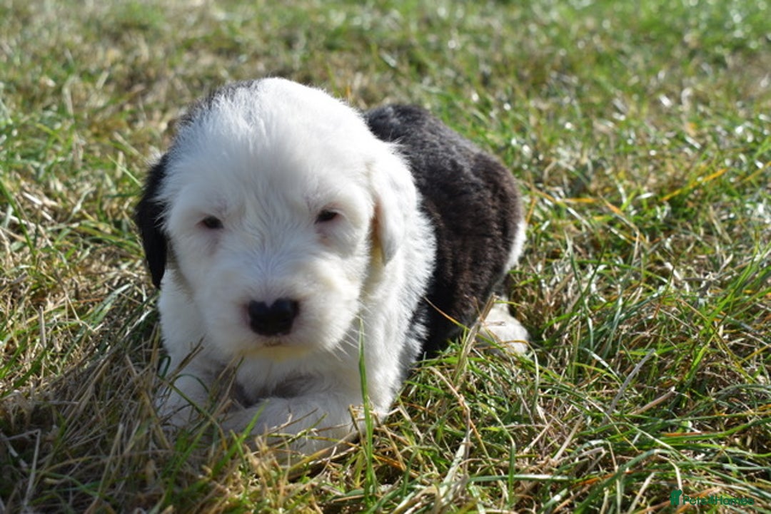 Old English Sheepdog dogs for sale: Stunning Old English Sheepdog Puppies KC Reg - Image 15