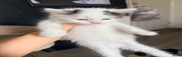 Mixed Breed cats for sale: Kittens looking for a lovable home.  - Advert 11