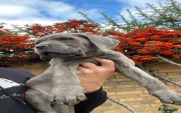 Cane Corso dogs for sale: Cane corso puppies 9 weeks old - Image 2