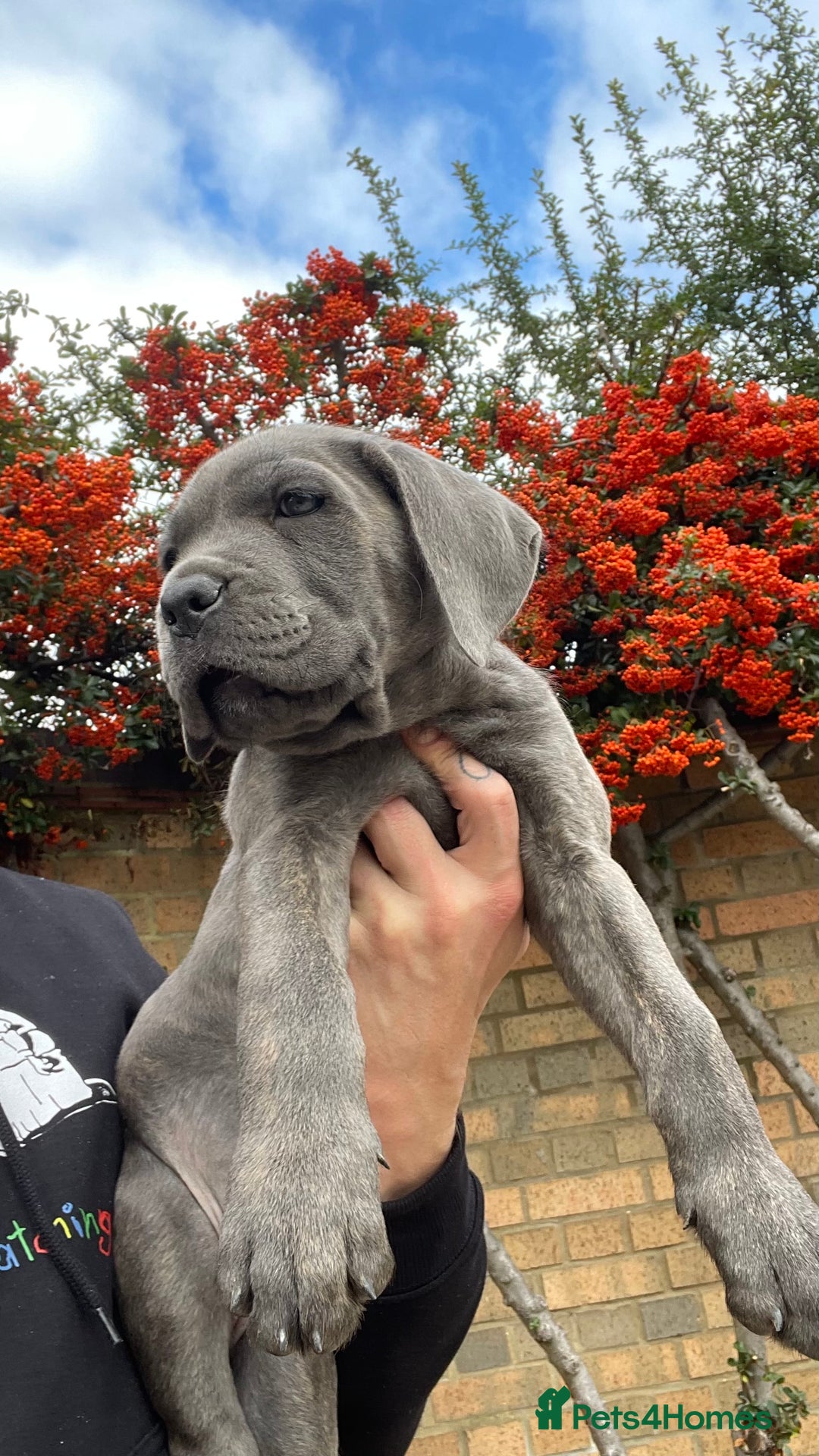 Cane Corso dogs for sale: Cane corso puppies 9 weeks old - Image 2