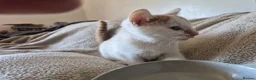 Mixed Breed cats for sale: Lovely playful kittens - Advert 6