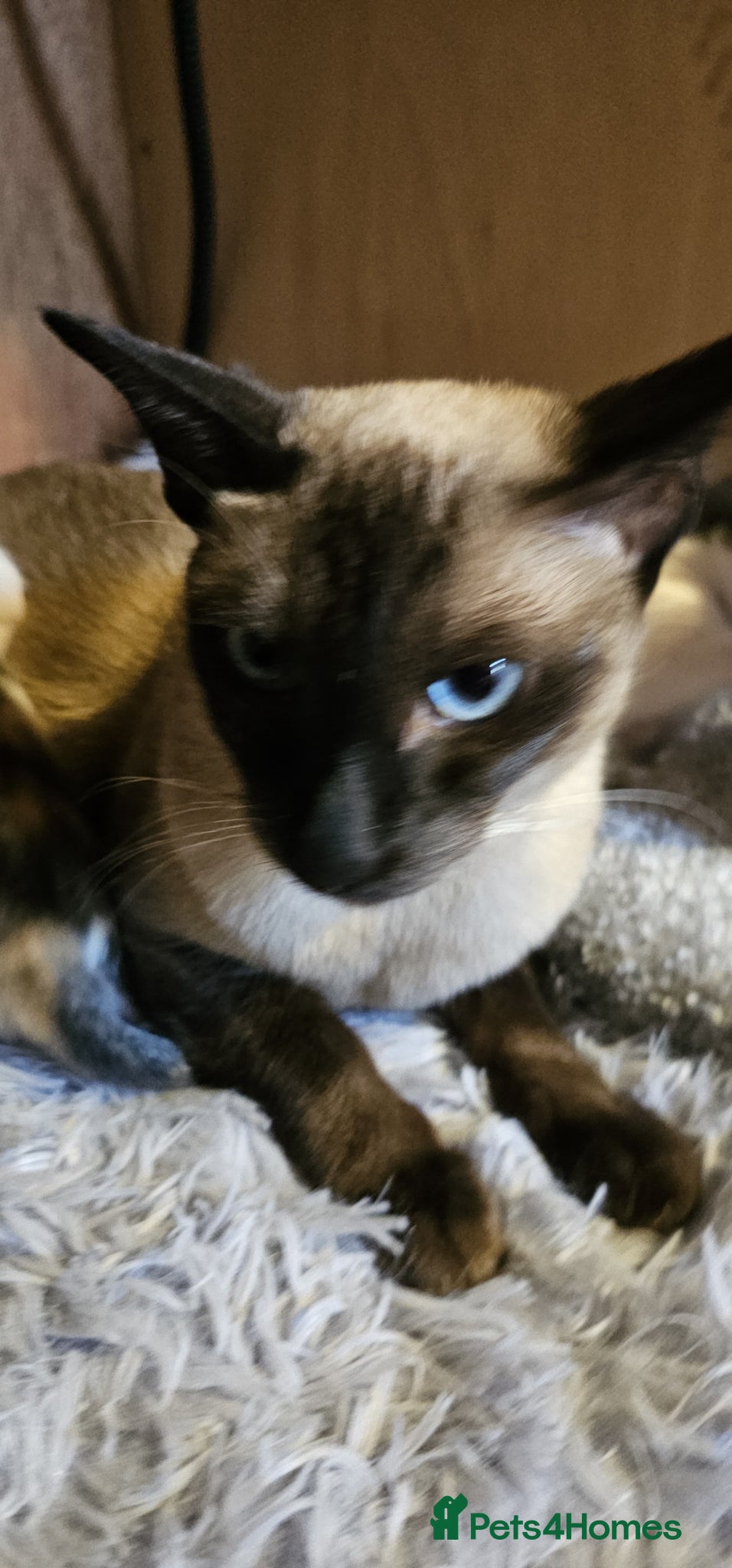 Siamese cats GCCF Seal Point Siamese Queen for Sale - Advert 3